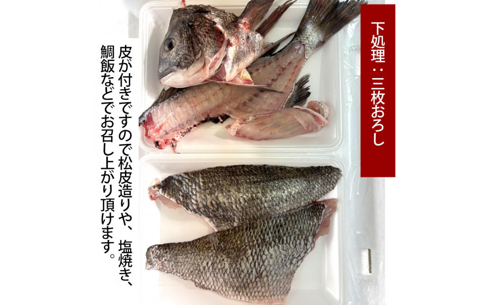 【三枚おろし皮付き】黒鯛 1尾（約1ｋg）ちぬ チヌ 刺身