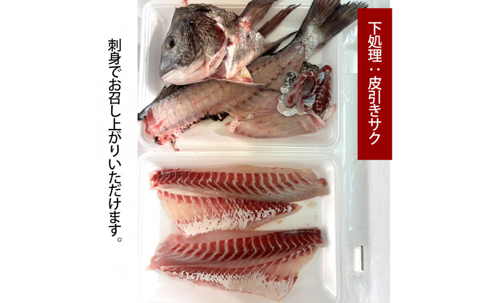 【三枚おろし全て皮引きサク】黒鯛 1尾（約1ｋg）ちぬ チヌ 刺身