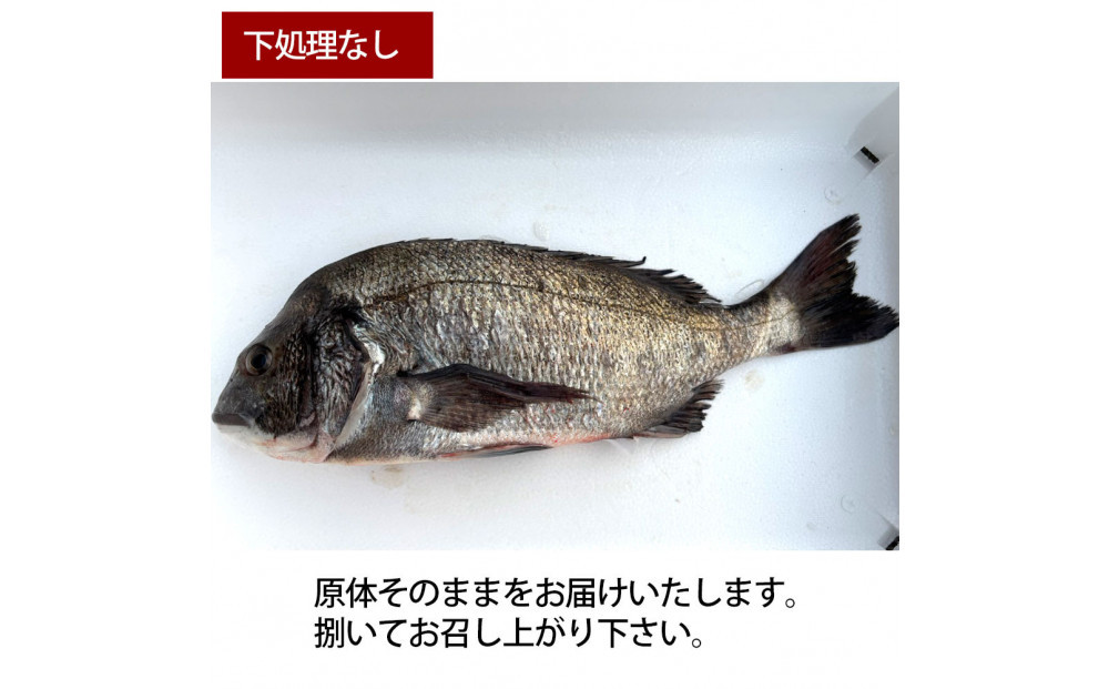 【下処理なし】黒鯛 1尾（約1ｋg）ちぬ チヌ 刺身