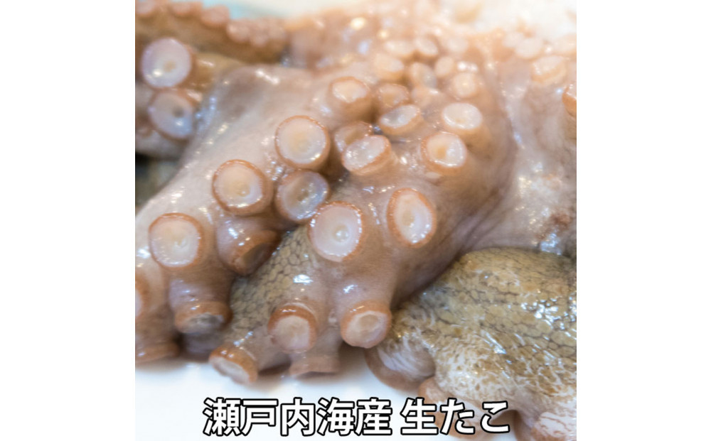活き締め真たこ1ぱい約1kg　レシピ付き 蛸 生 刺身