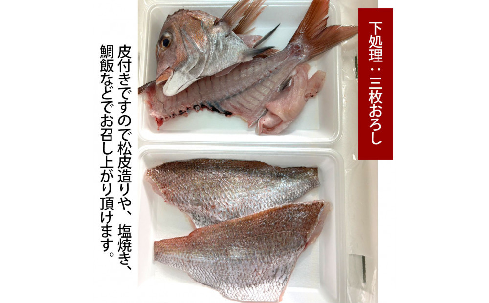 【三枚おろし皮付き】活き締め真鯛1尾（約1kg）タイ たい 刺身 鍋