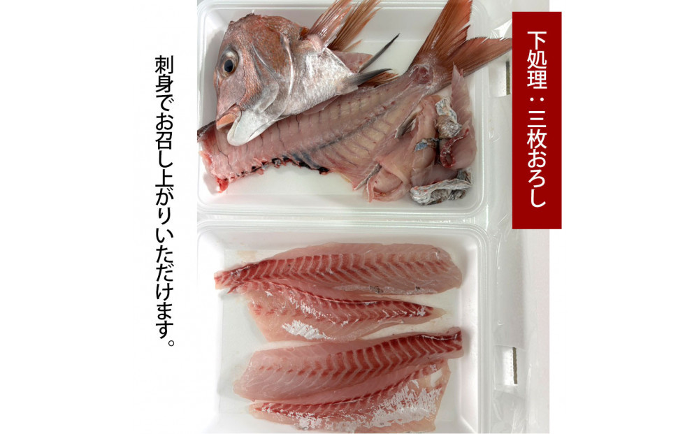 【三枚おろし全て皮引きサク】活き締め真鯛1尾（約1kg）タイ たい 刺身 鍋