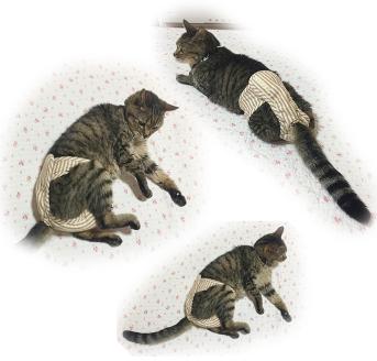【オーダーメイド】猫専用おむつカバー