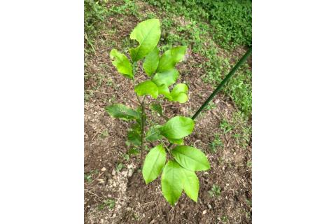 とびしまレモン苗木１本オーナー権１年間