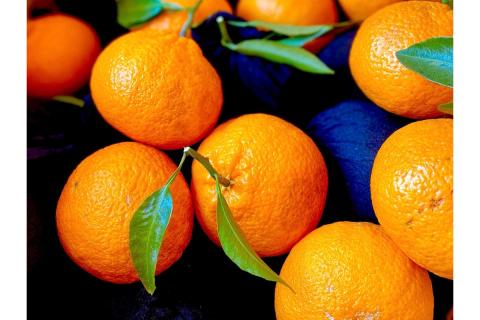 島の恵み 瀬戸内 柑橘 ジャム スイート 4種セット