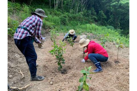とびしまレモン苗木１本オーナー権１年間