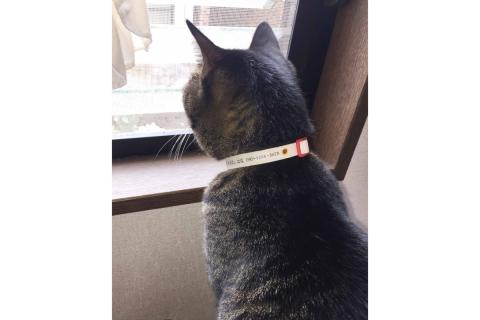 軽くて肌に優しい　猫介護期用首輪（ピンク）