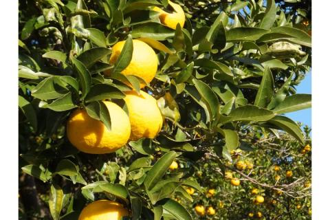 添加物と砂糖をつかわない海藻ゼリー 甘夏 36個