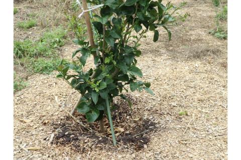 とびしまレモン苗木１本オーナー権１年間