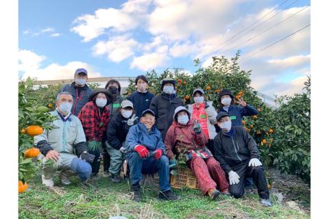 とびしまレモン苗木１本オーナー権１年間