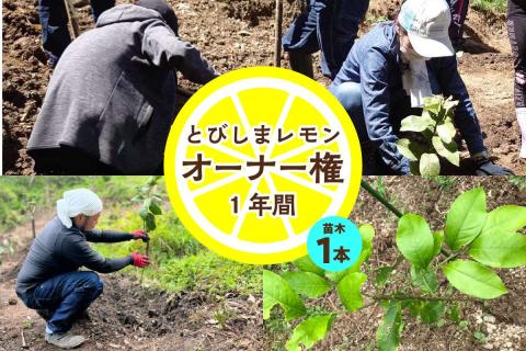 とびしまレモン苗木１本オーナー権１年間