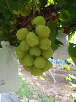 巨大粒葡萄 雄宝（ゆうほう）旬の竹原葡萄 1房 古田大果園 フルーツ 果物 広島県産 ※2024年8月下旬～9月下旬頃に順次発送予定 ※離島への配送不可