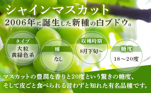 西部ぶどう園 シャインマスカット2房と旬のぶどうセット 4～6房 計約2kg 葡萄 フルーツ 果物　※2024年9月初旬～10月初旬頃に順次発送予定 ※沖縄・離島への配送不可