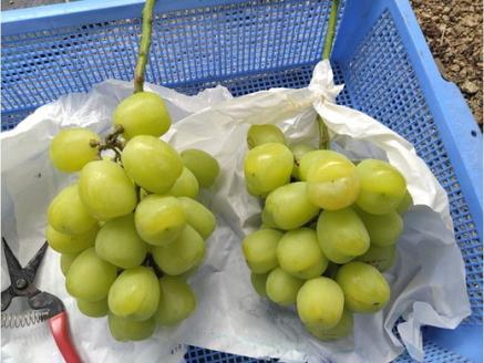 巨大粒葡萄 雄宝（ゆうほう）旬の竹原葡萄 1房 古田大果園 フルーツ 果物 広島県産 ※2024年8月下旬～9月下旬頃に順次発送予定 ※離島への配送不可