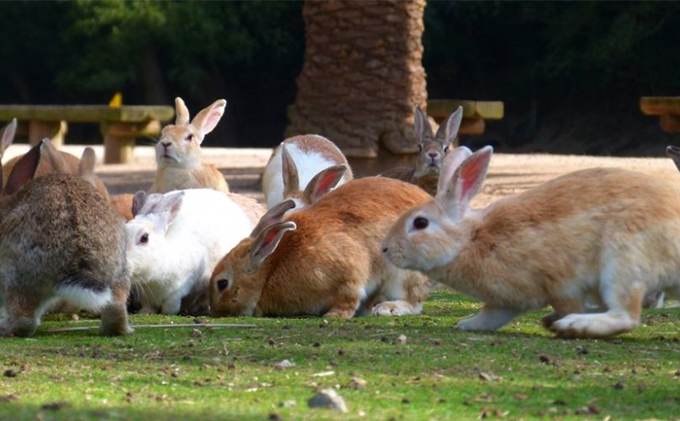バンブーツアー 竹原の海に遊ぶ旅 瀬戸内クルージングコース 大久野島内ガイド付き ペアご利用券