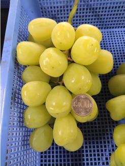 巨大粒葡萄 雄宝（ゆうほう）旬の竹原葡萄 1房 古田大果園 フルーツ 果物 広島県産 ※2024年8月下旬～9月下旬頃に順次発送予定 ※離島への配送不可