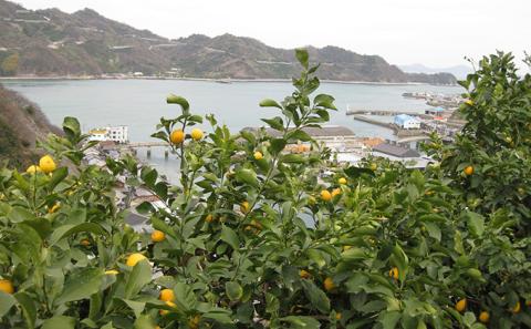 広島レモンサイダー 12本入り 1本250ml 広島県産レモン使用