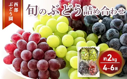 西部ぶどう園 旬のぶどう詰合せ 4～6房 計約2kg 【シャインマスカット ピオーネ  瀬戸ジャイアンツ 紫苑 サニールージュ ハニービーナス 安芸クイーン オリエンタルスター】　※2024年8月中旬～10月初旬発送　※沖縄・離島への配送不可