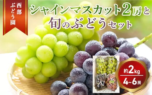西部ぶどう園 シャインマスカット2房と旬のぶどうセット 4～6房 計約2kg 葡萄 フルーツ 果物　※2024年9月初旬～10月初旬頃に順次発送予定 ※沖縄・離島への配送不可