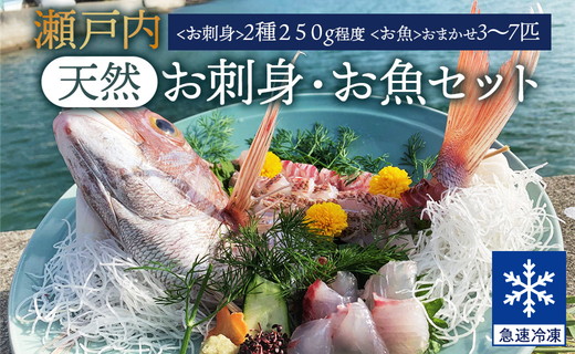 瀬戸内「天然」お刺身・お魚セット（急速冷凍）| 魚介類 海の幸 海鮮 詰め合わせ 国産 日本産 広島県産 即日加工 急速凍結 鮮度抜群 マダイ マダコ  刺身 小さめ 魚 瀬戸内海: 竹原市ANAのふるさと納税