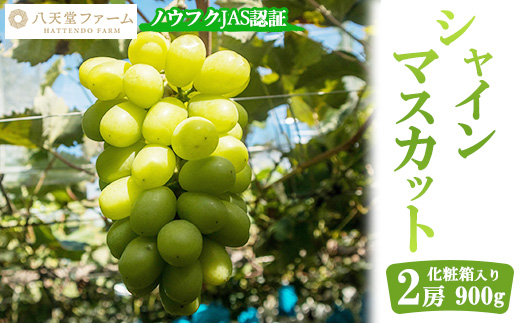 八天堂ぶどう園 シャインマスカット 2房 900g ノウフクJAS認証 化粧箱入り 果物 ぶどう　【 ぶどう フルーツ 果物 甘くて大きい 薄皮 糖度が高い 】 ※2025年8月中旬頃～9月下旬頃に順次発送予定