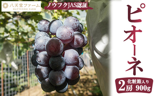 八天堂ぶどう園 ピオーネ 2房 900g ノウフクJAS認証 化粧箱入り 果物 ぶどう　【 ぶどう フルーツ 果物 みずみずしい大きな果粒 爽快な風味 糖度が高い 】 ※2025年8月中旬頃～9月下旬頃に順次発送予定
