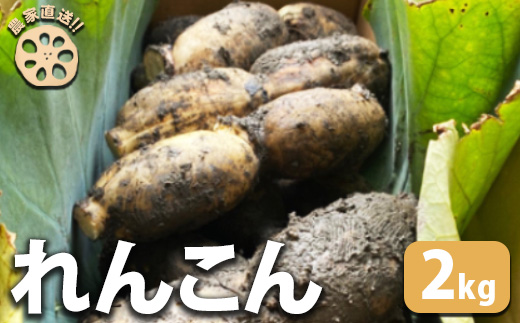 【農家直送！】れんこん 2kg ｜ レンコン 蓮根 産地直送 シャキシャキ 甘み 野菜 やさい 根菜 食品 広島県 竹原市　※2024年8月上旬頃より順次発送予定