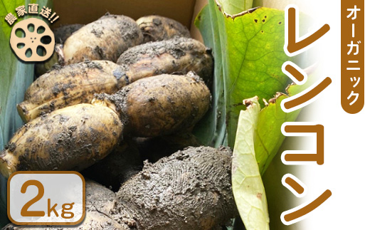 【農家直送！】オーガニックレンコン 2kg ｜ レンコン オーガニック 蓮根 産地直送 シャキシャキ 甘み 野菜 やさい 根菜 食品 広島県 竹原市　※2024年8月上旬頃より順次発送予定