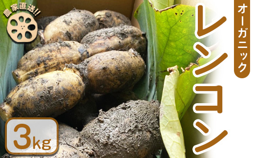 【農家直送！】オーガニックレンコン 3kg ｜ レンコン オーガニック 蓮根 産地直送 シャキシャキ 甘み 野菜 やさい 根菜 食品 広島県 竹原市　※2024年8月上旬頃より順次発送予定
