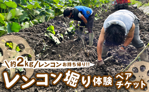 レンコン堀り体験ペアチケット 約2kgレンコンお持ち帰り ｜ レンコン 体験 ペア 蓮根 産地直送 シャキシャキ 甘み 野菜 やさい 根菜 食品 広島県 竹原市