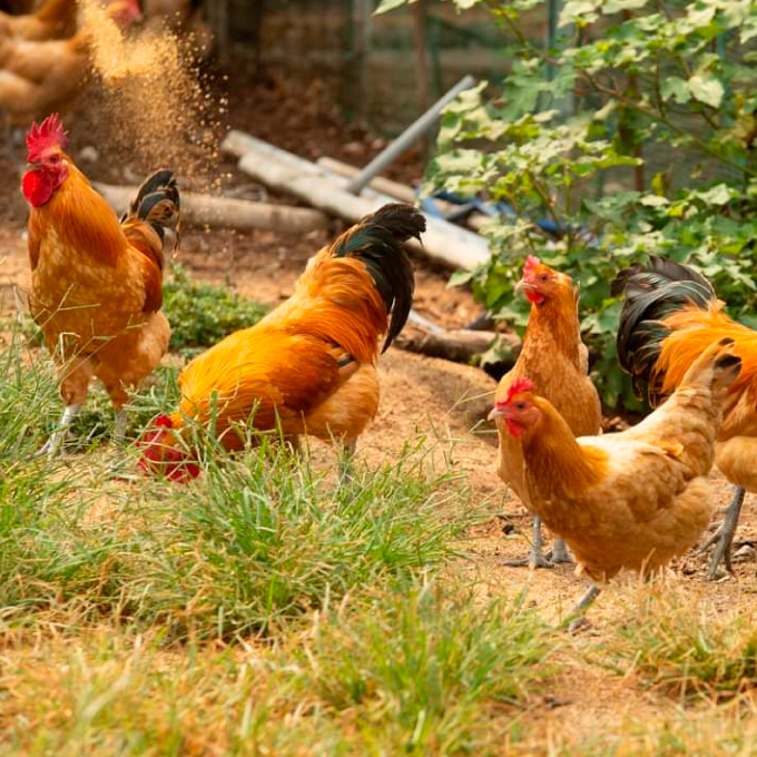 レモン 卵【先行受付】【2025年11月以降発送】平飼い有精卵「島たまご」10個＋2個（保障付）栽培期間中農薬・除草剤を使わず育てた瀬戸内レモン3kg  広島 三原 佐木島 鷺島みかんじま 017036