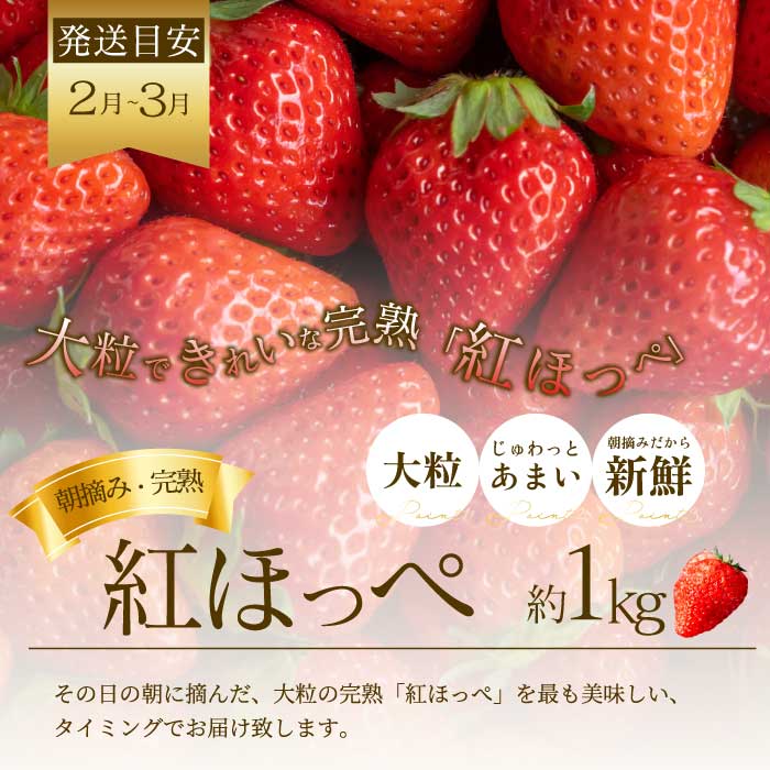 【年3回定期便】瀬戸内の恵みがいっぱい！人気の厳選フルーツ定期便 いちご  桃 ぶどう シャインマスカット 広島県三原市 イチゴ もも ブドウ T07