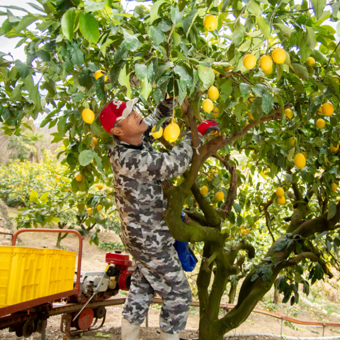 レモン【先行受付】【2025年12月以降発送】【栽培期間中 農薬・除草剤不使用】離島 佐木島！レモン 約2.5kg   広島 三原 佐木島 鷺島みかんじま 017037