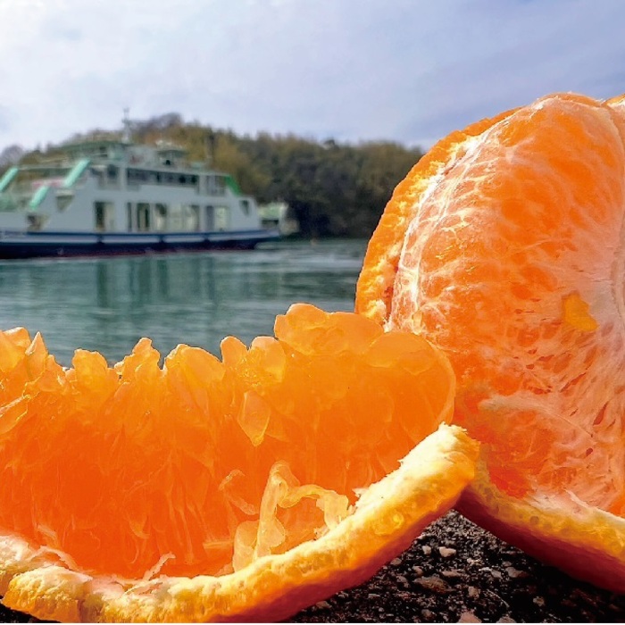 みかん 柑橘【先行受付】【2026年3月以降発送】甘さ抜群しらぬい！デコちゃん【デコポンと同品種】＜約2.5kg＞ 広島 三原 佐木島 鷺島みかんじま 017044