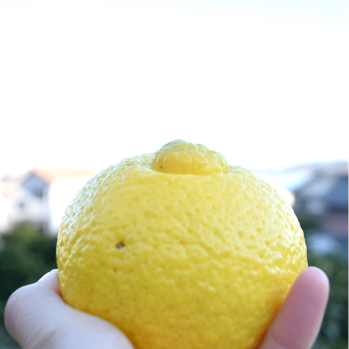 みかん【先行受付】【2026年3月中旬以降発送】濃厚な甘みに驚愕！ 瀬戸内のはるか＜約2.5kg＞広島 三原 佐木島 鷺島みかんじま 017068