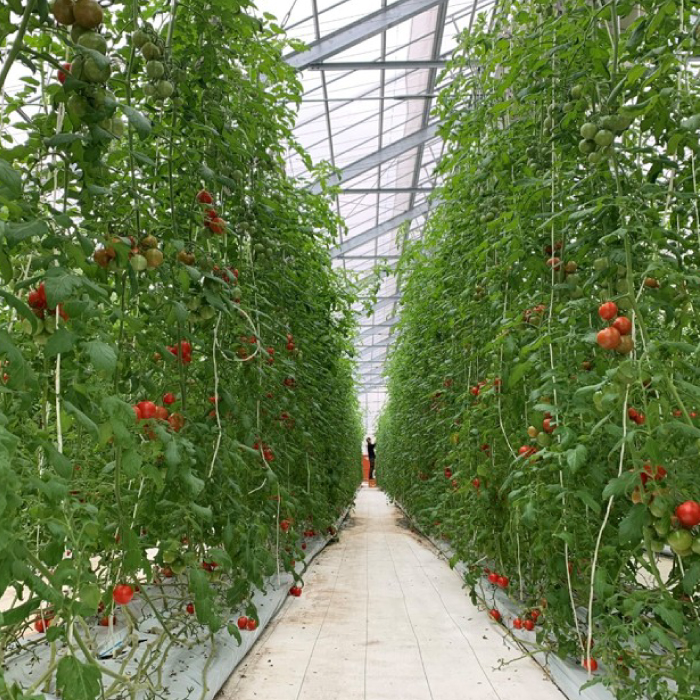 広島県産 スイートルビートマト1kg 野菜 やさい 食品 トマト ミニトマト とまと 金賞受賞 三原市 甘い 032001