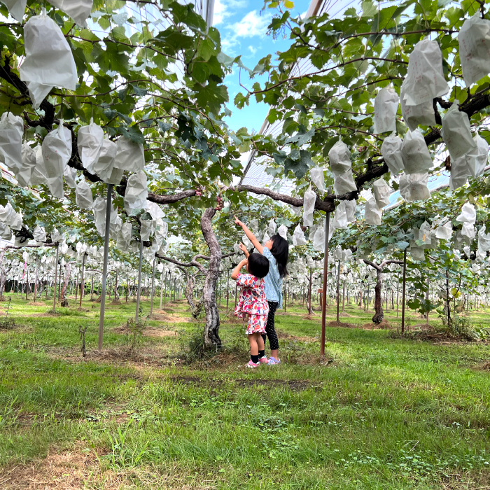 【先行受付】ピオーネ2kg 2026年8月中旬以降順次発送予定 ぶどう ブドウ 葡萄 ピオーネ 果物 フルーツ 新鮮 産地直送 広島県三原市 059002