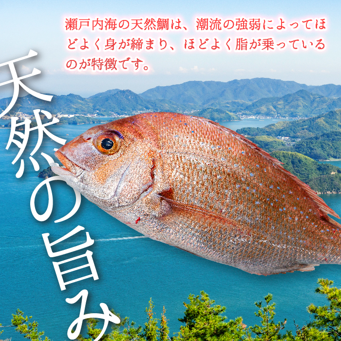 瀬戸内産 天然真鯛 約1.5kg（500g×3匹）【調理が楽ちん！三枚おろし・真空パックでお届け！】鯛 天然鯛 真鯛 天然 鮮魚 下処理済 三枚おろし 瀬戸内 広島県 三原市　154002