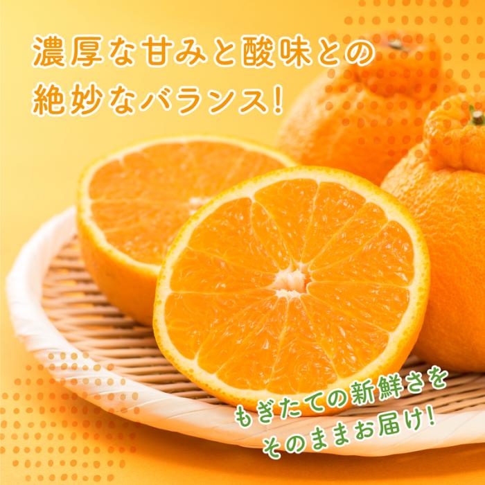 【先行受付】瀬戸内 島の不知火 約3kg 白鷺農園《2026年2月下旬～4月上旬頃出荷》 デコポン と同品種  旬 柑橘 フルーツ 果物 しらぬい デコポン 贈答 不知火 164001