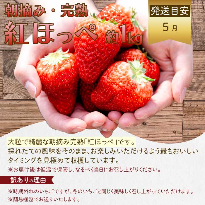 【年3回定期便】瀬戸内の恵みがいっぱい！＜訳あり＞人気の厳選フルーツ定期便 いちご ぶどう シャインマスカット 紅八朔 広島県三原市 イチゴ ブドウ ナガノ はっさく T08