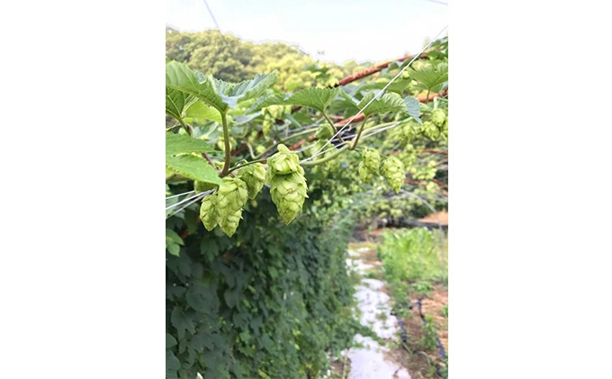 地ビール「虹之麦酒」（自家製ホップ麦使用）310ml×24本 クラフトビール ビール 002001