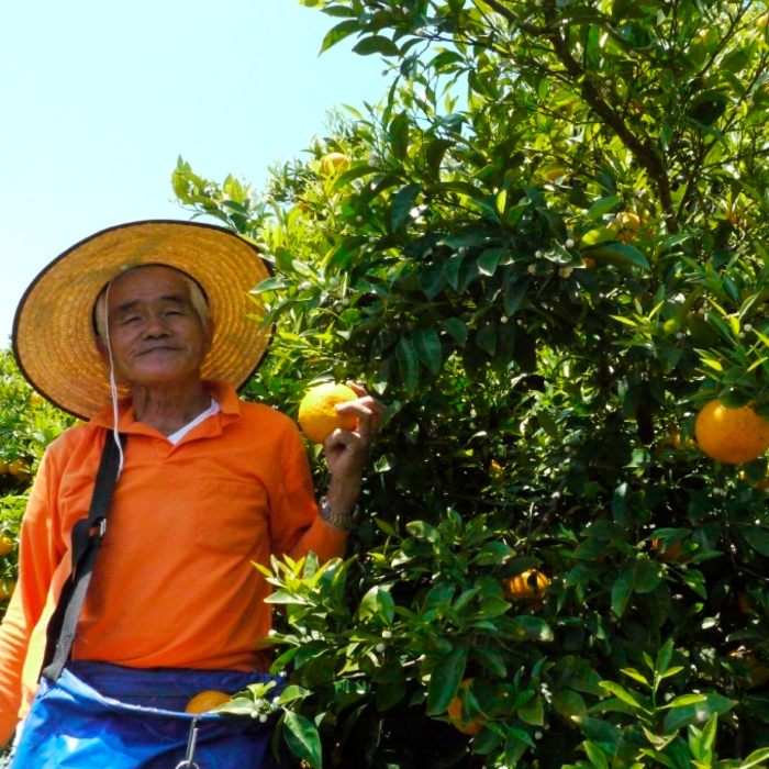 みかん【先行受付】【2026年3月上旬以降発送】甘味が強くむきやすい 希少な品種 春峰 ＜約7kg＞ 広島 三原 佐木島 鷺島みかんじま 017026