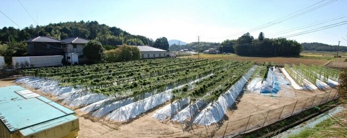 標高375ｍで採れた！自然薯（化粧箱入り）1.5kg 広島 三原 野菜 自然薯 とろろ 029004