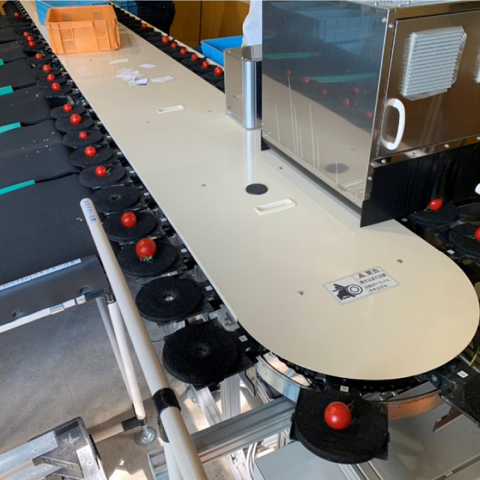 広島県産 スイートルビートマト 500g 野菜 やさい 食品 トマト ミニトマト とまと 金賞受賞 三原市 甘い 032002