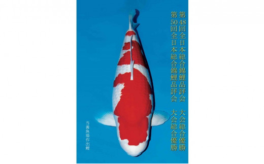 阪井養魚場 錦鯉 大正三色 当歳 1匹 ※写真は令和４年度に実際に寄附者へ発送した鯉です※ 【 生き物 魚 飼育 錦鯉 鯉 紅白 三色 優勝 受賞 稚魚 】 お届け：12月～3月  054002