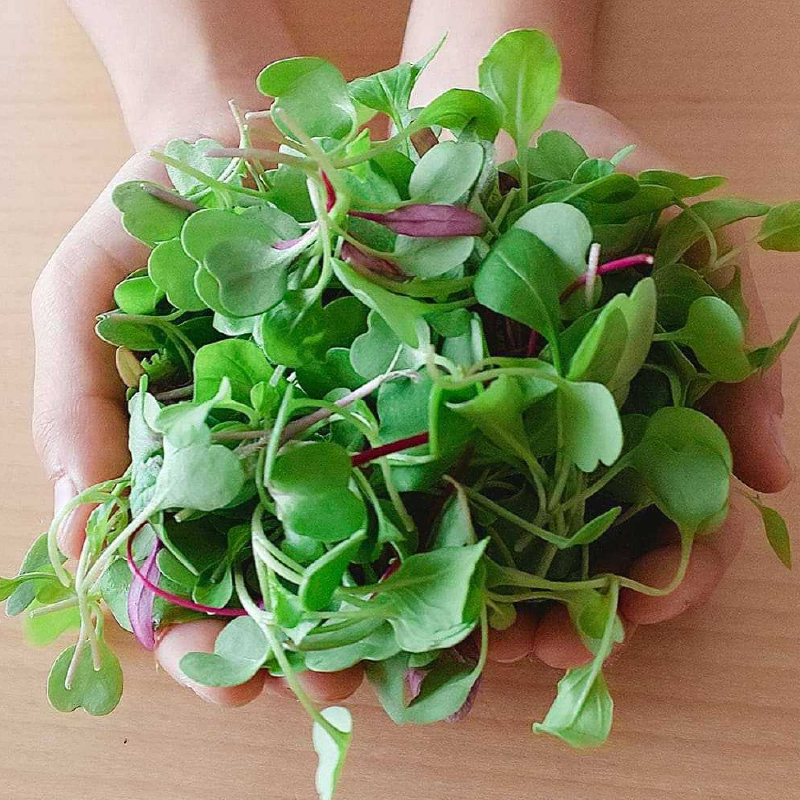 【栽培期間中無農薬】野菜のプロが選ぶ. 旬の野菜・卵・天然塩・ハーブティー  全６～８品詰め合わせセット（レシピ付き） 野菜 塩 卵 たまご 有機農家  野菜セット オーガニック レシピ 広島県 三原市 佐木島 083002