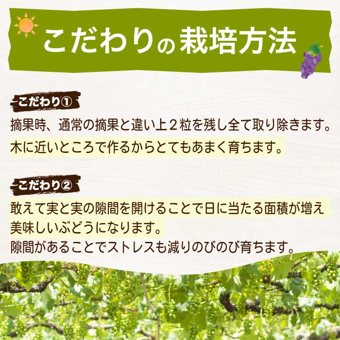 《2026年夏頃発送・先行受付》【ひのきファームランド】 訳あり ぶぶシャインマスカット 1kg ぶどう マスカット 果物 フルーツ 233001