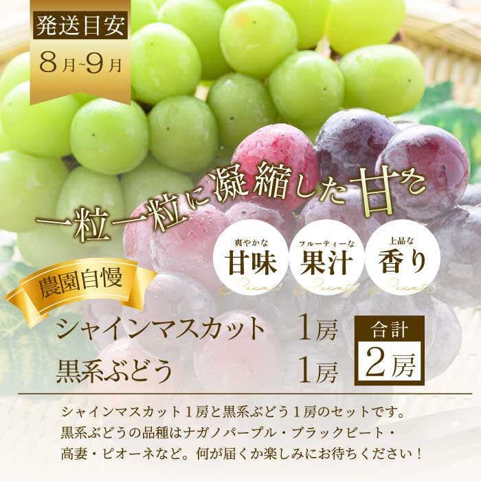 【年3回定期便】瀬戸内の恵みがいっぱい！人気の厳選フルーツ定期便 いちご  桃 ぶどう シャインマスカット 広島県三原市 イチゴ もも ブドウ T07