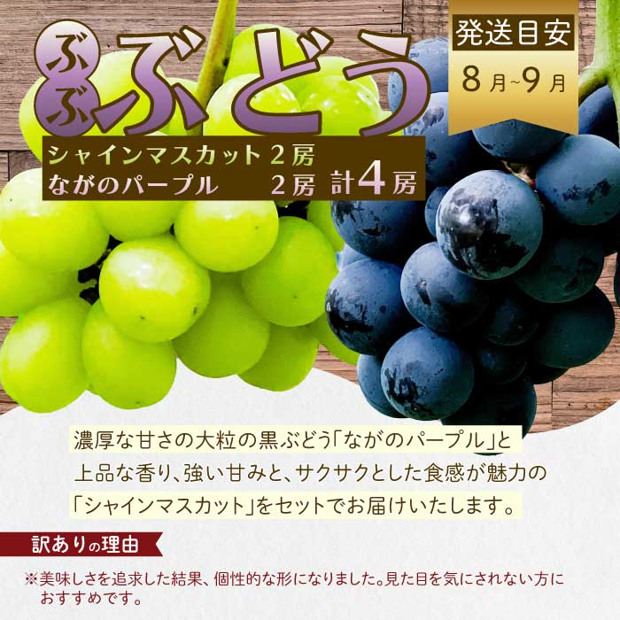 【年3回定期便】瀬戸内の恵みがいっぱい！＜訳あり＞人気の厳選フルーツ定期便 いちご ぶどう シャインマスカット 紅八朔 広島県三原市 イチゴ ブドウ ナガノ はっさく T08