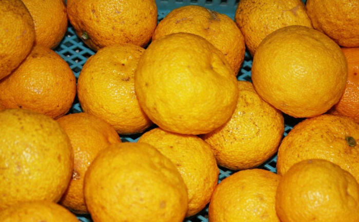 ぽん酢、うまみ醤油2本セット  三原市 実広醤油  調味料 しょうゆ ゆずぽん酢 料理 調理 セット 007005